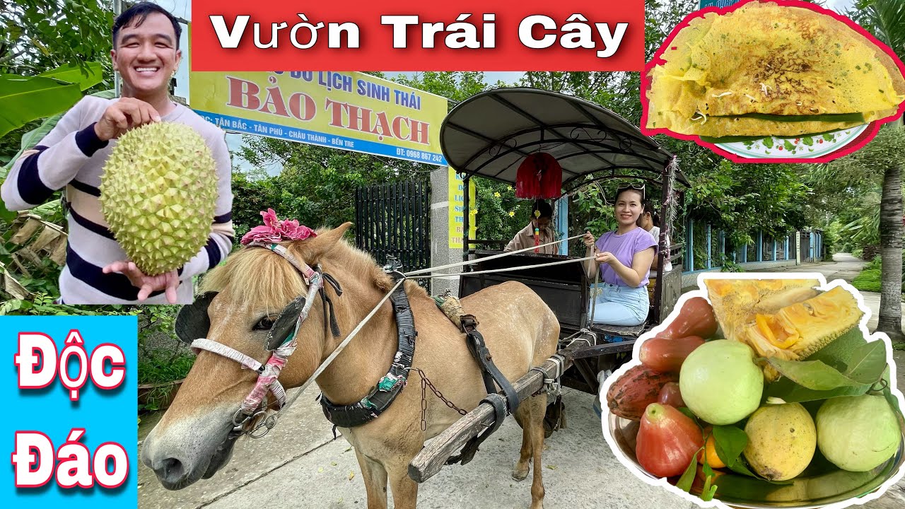 Trải nghiệm một ngày đi vườn trái cây Bảo Thạch Bến Tre