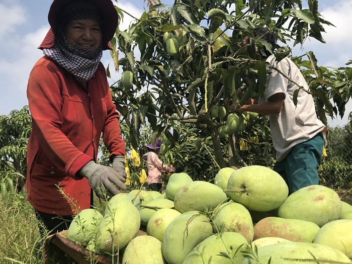 Trải nghiệm một ngày đi vườn trái cây Bảo Thạch Bến Tre